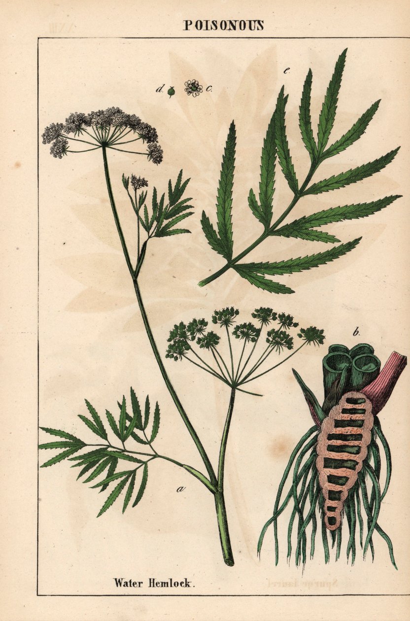 Vodní jedlovec zobrazující listy, kořenovou strukturu a květy. Cicuta virosa   , z „Poučné obrázkové knihy aneb lekce ze světa zeleniny“, [Charlotte Mary Yonge], Edinburgh od English School