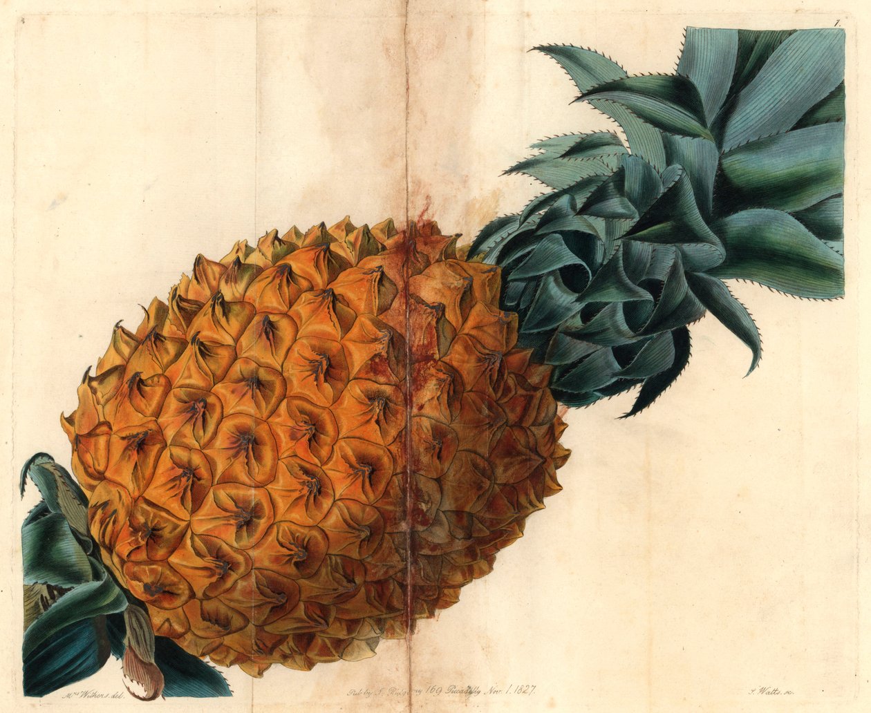 Vlnolistý ananas z "Pomological Magazine" Johna Lindleyho od English School