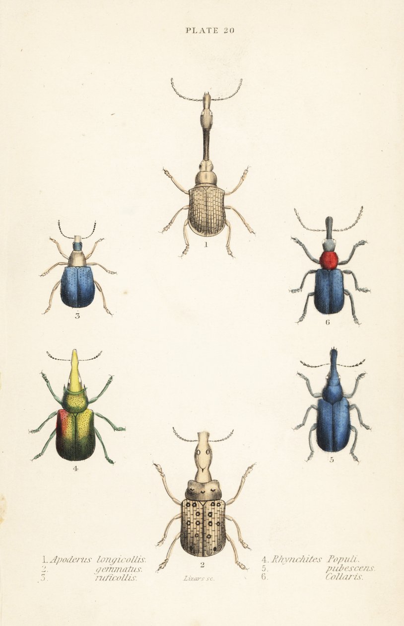 Nosatci: Attelabus longicollis 1, Attelabus gematus 2, Attelabus ruficollis 3, Byctiscus populi 4, Rhycnhites pubescens 5 a Rhynchites collaris 6 od English School