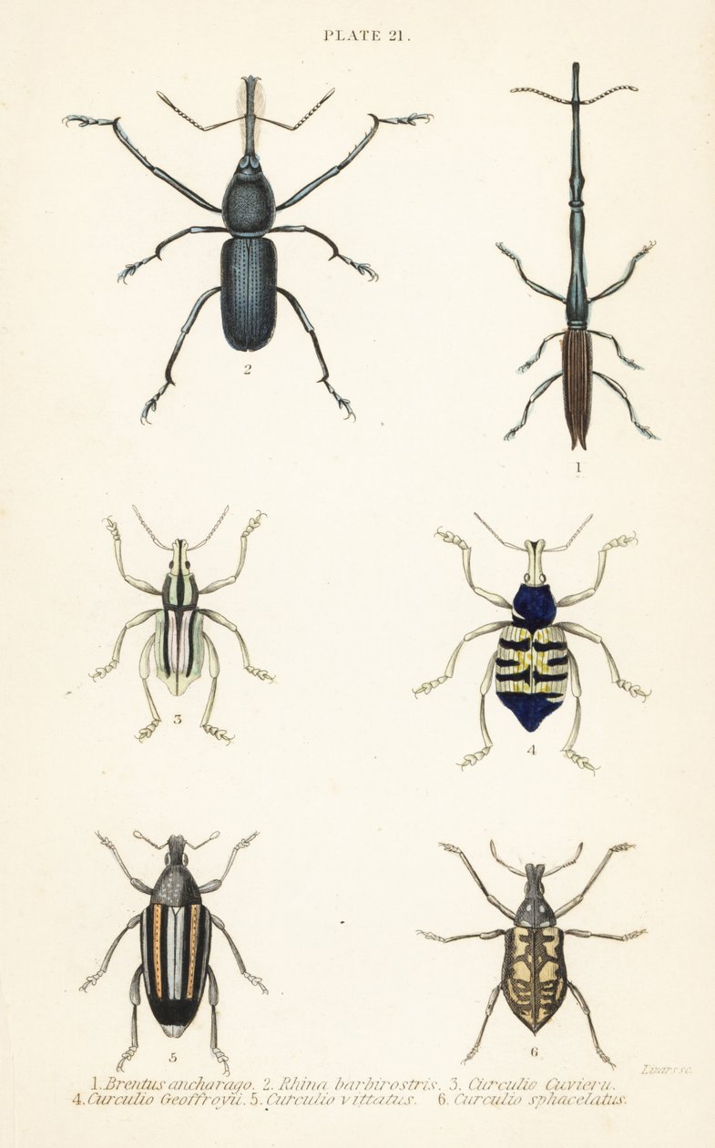 Weevils: Brentus ancharago 1, Rhina barbirostris 2, Curculio cuviera 3, Eupholus geoffroyi 4, Larinus bear 5 a Curculio sphacelatus 6 od English School