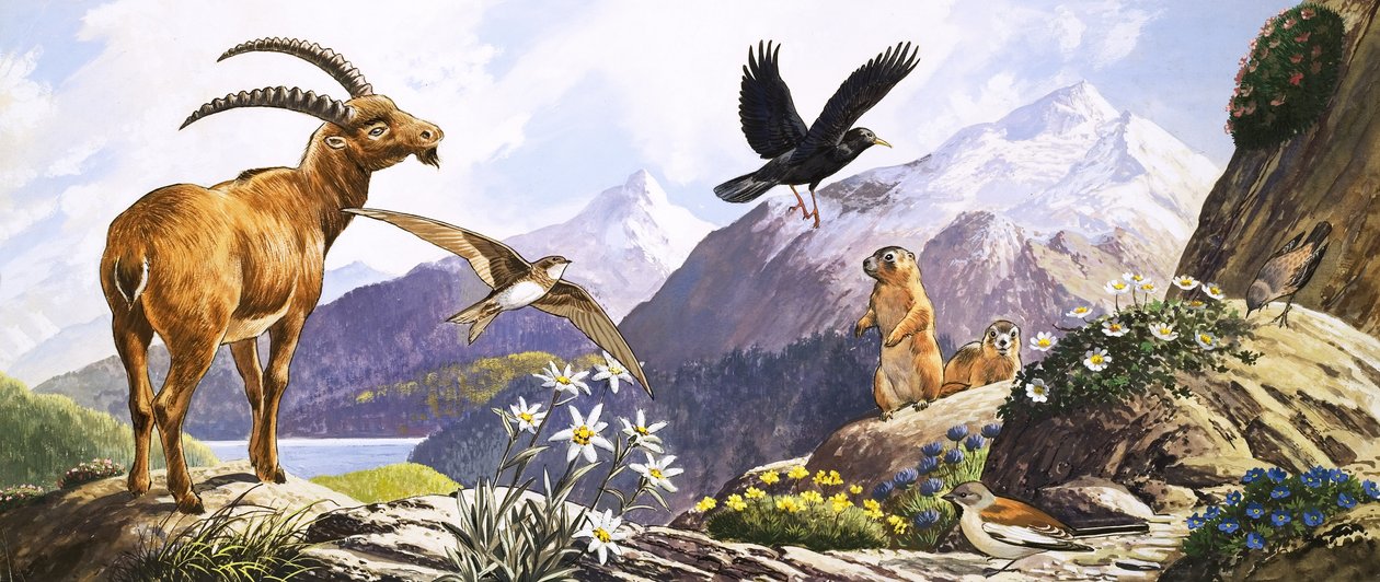 Divoká příroda ve střední Evropě, ilustrace z knihy "Říše divů přírody od English School