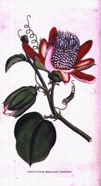 Mučenka okřídlená (Passiflora alata), deska 66 z Williama Curtise 