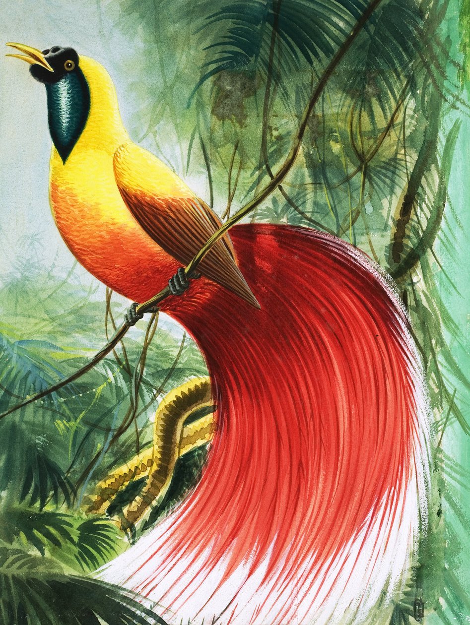 Bezkřídlý zázrak z ráje, ilustrace z knihy "Zázraky přírody od English School