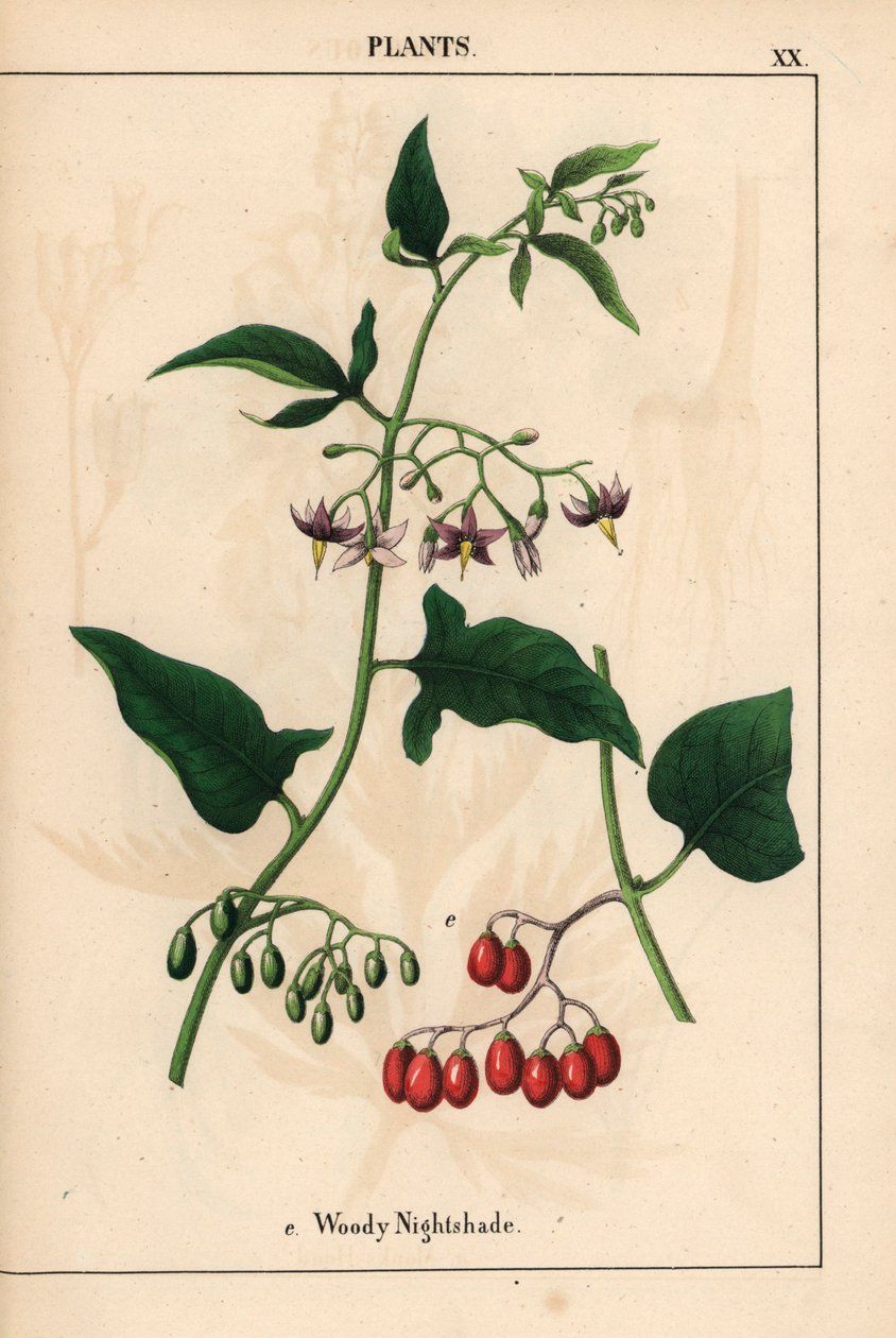 Woody nightshade s fialovými květy a červenými bobulemi   , z „Poučné obrázkové knihy aneb lekce ze světa zeleniny“, [Charlotte Mary Yonge], Edinburgh od English School
