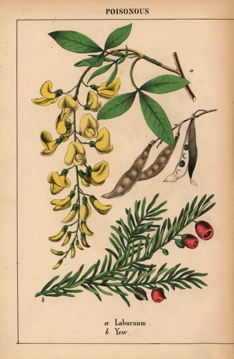 Žlutý strom laburnum a tis s červenými bobulemi.   , z „Poučné obrázkové knihy aneb lekce ze světa zeleniny“, [Charlotte Mary Yonge], Edinburgh od English School