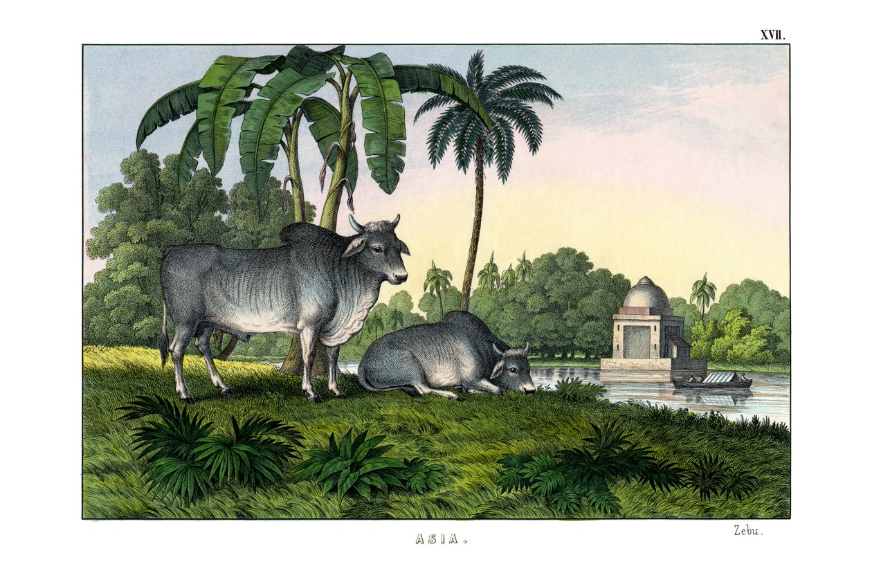 Zebu od English School