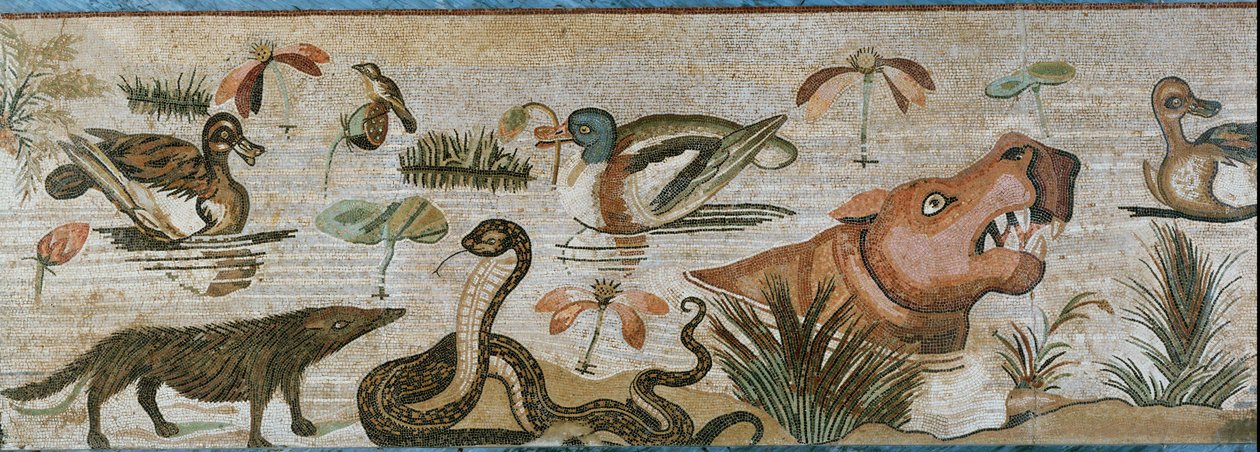 Vodní a jiní živočichové od Erich Lessing