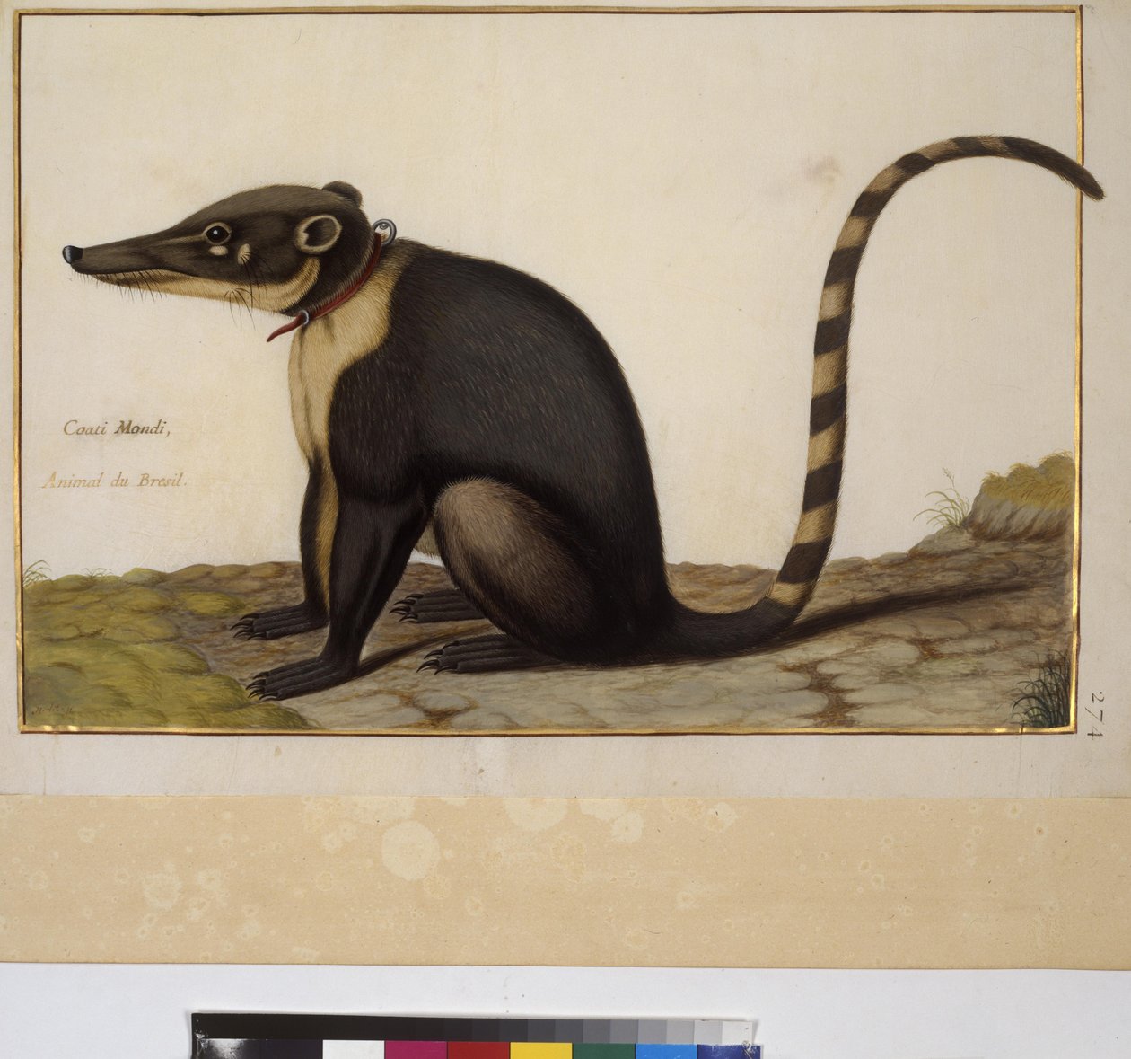 Celá strana: studie zvířat, asi 1650-75 (tempera na pergamenu) od Erich Lessing