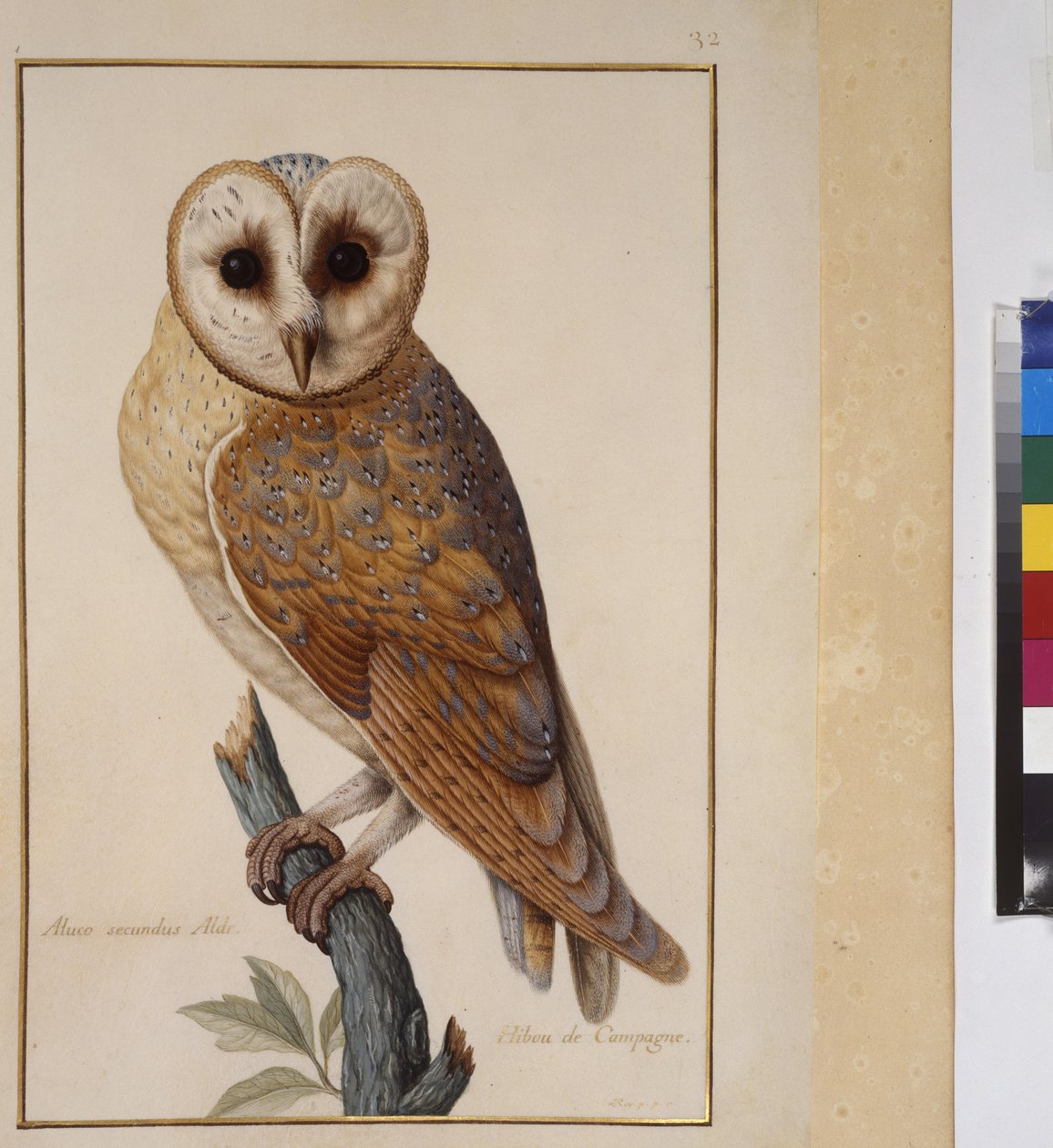 Celá strana: studie zvířat, asi 1650-75 (tempera na pergamenu) od Erich Lessing