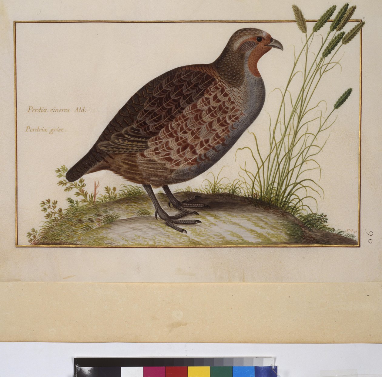 Celá strana: studie zvířat, asi 1650-75 (tempera na pergamenu) od Erich Lessing