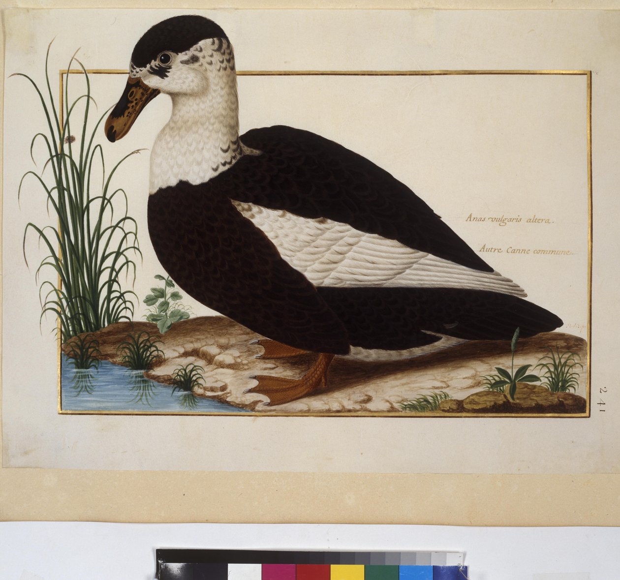 Celá strana: studie zvířat, asi 1650-75 (tempera na pergamenu) od Erich Lessing