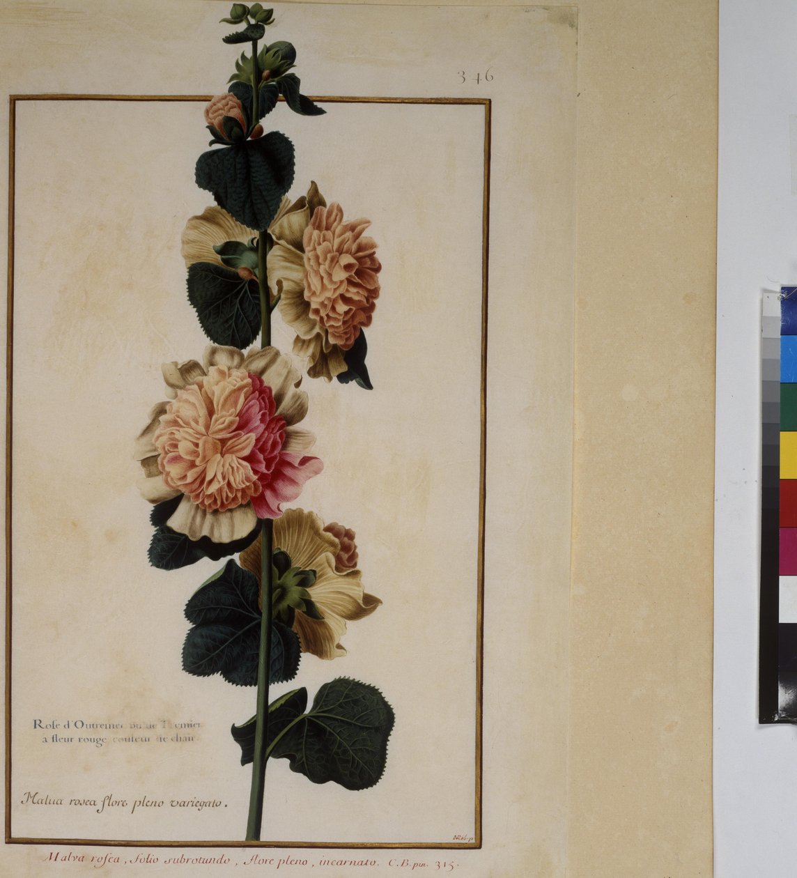 Celá stránka: studie rostlin, cca 1650-75 od Erich Lessing