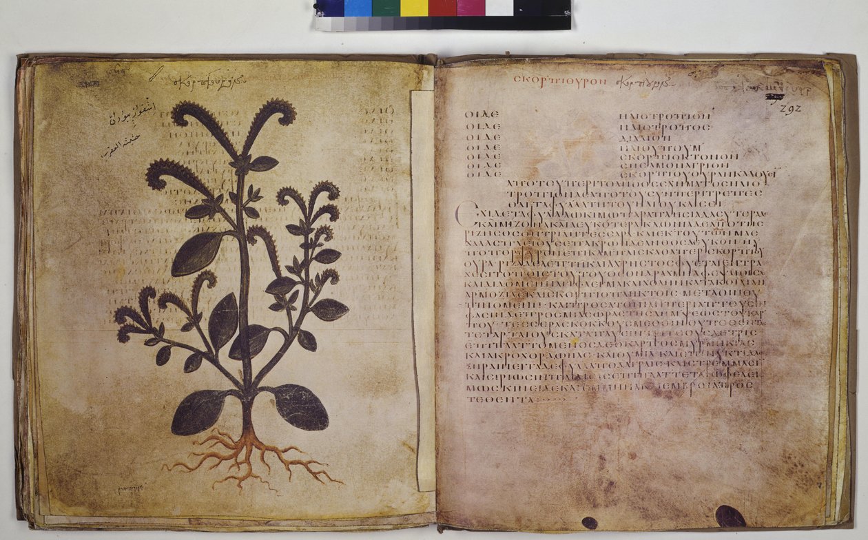 Dvě celé strany: studie rostlin s nápisem od Erich Lessing