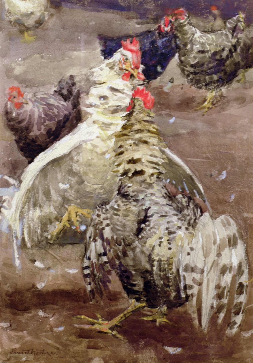 Kohouti, 1910 (wc na papíře) od Ernest Procter