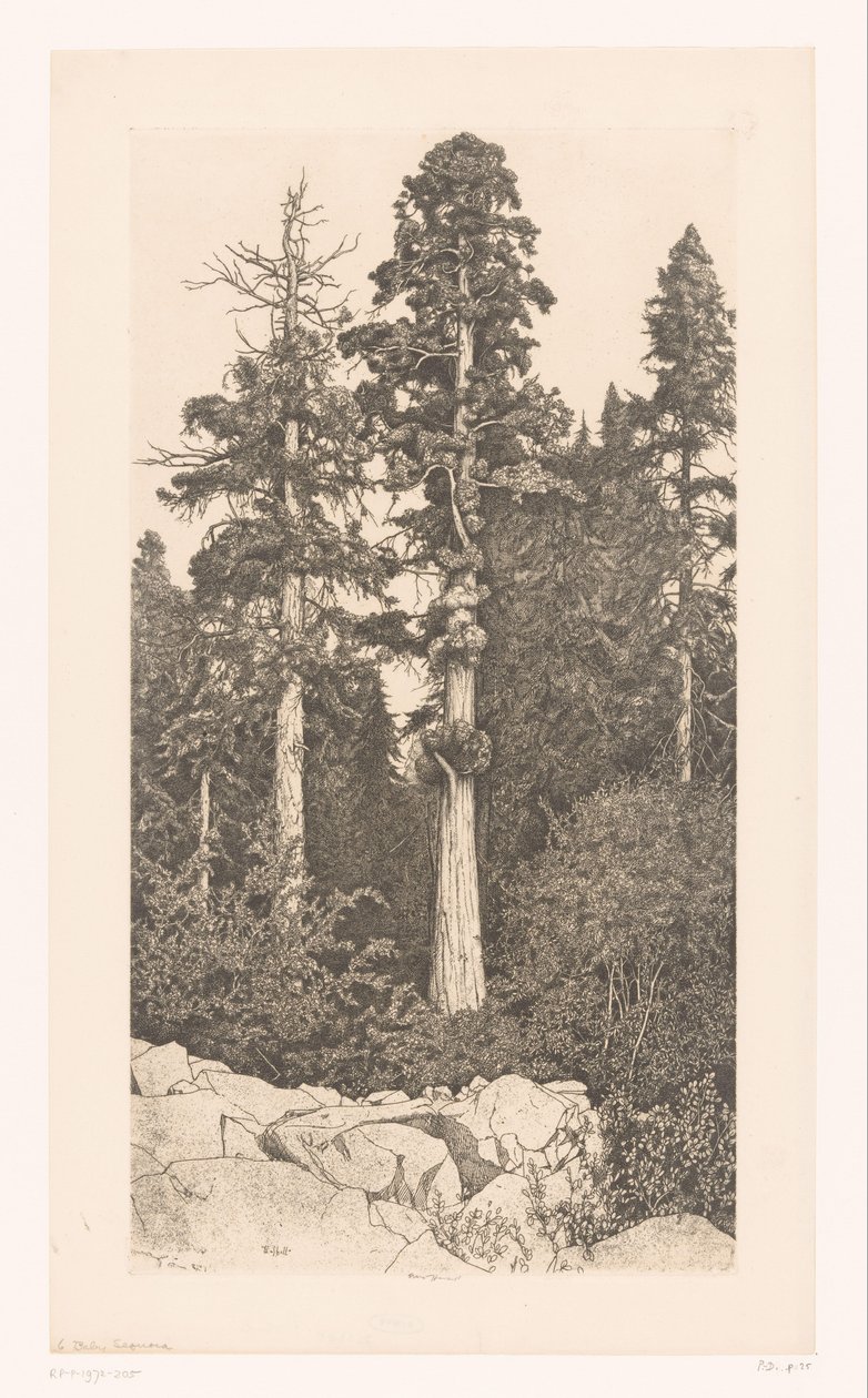 Boom sekvojí Sekvoje mládě od Ernest Haskell (signed by artist)