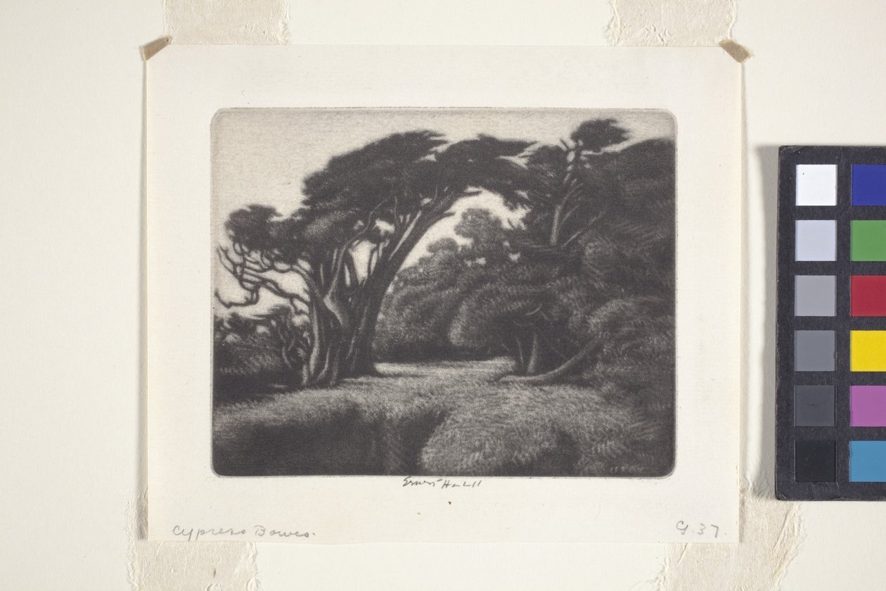 Cypress Bower (mezzotinta) od Ernest Haskell