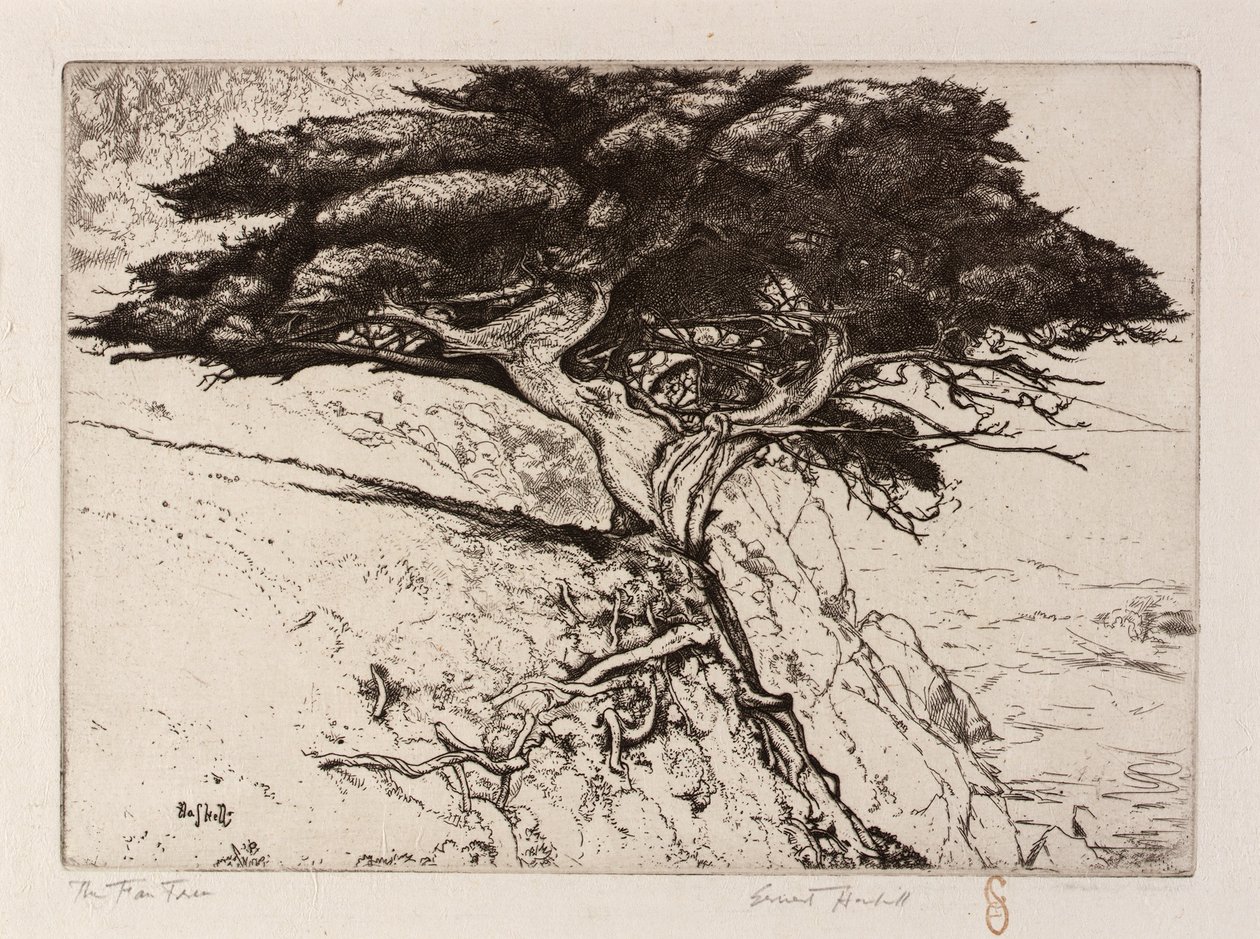 Strom vějířů od Ernest Haskell