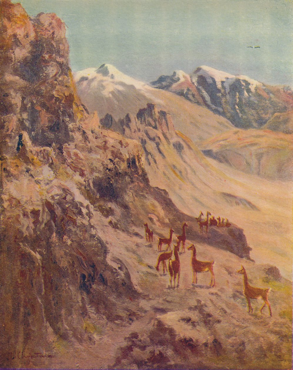 Guanaco, 1916 od Ernest William Christmas