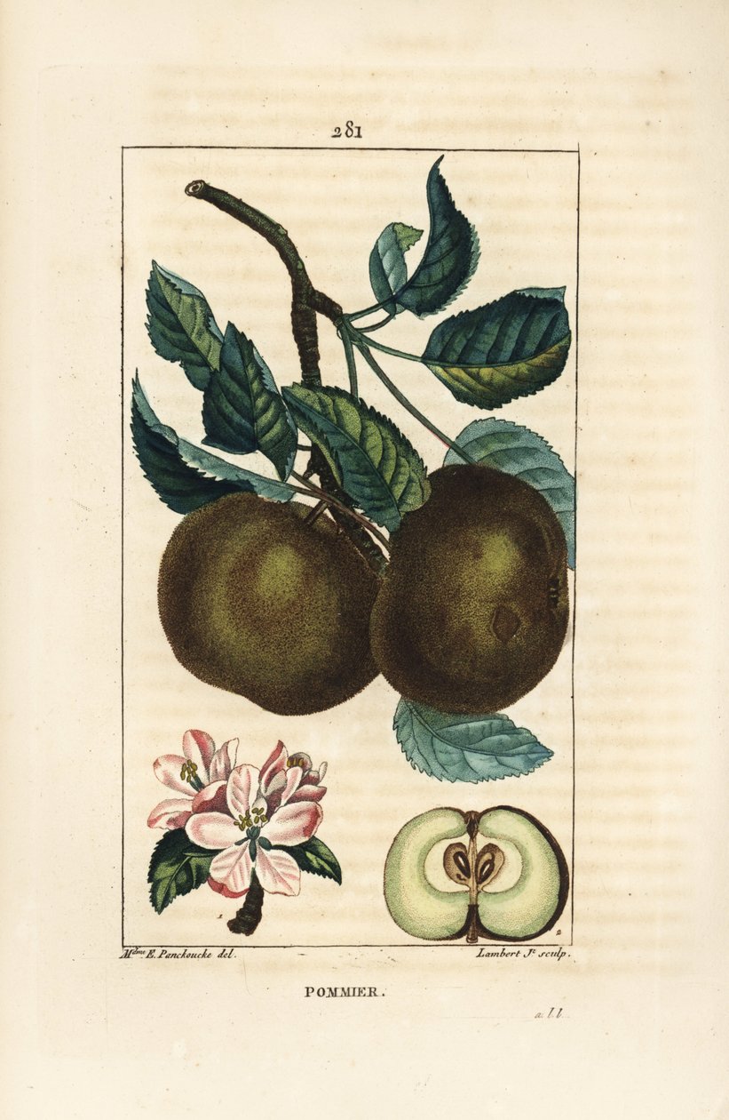 Jabloň - Jabloň, Malus domestica, s větvemi, listy, plody, květy a zralými plody v části se semeny. Ručně kolorovaná tečkovaná mědirytina od Lamberta Juniora z kresby Ernestine Panckoucke z Chaumetonovy, Poiretovy a Chamberetovy „“ La od Ernestine Panckoucke