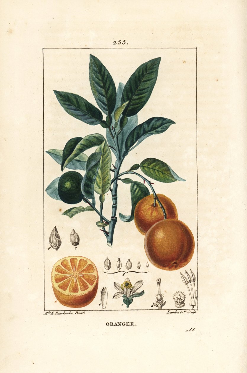 Bigaradier, Orange, Citrus aurantium, s větvemi, listy, květy, zralým a nezralým ovocem a řezem ovocem. Ručně kolorovaná tečkovaná mědirytina od Lamberta Juniora z kresby Ernestine Panckoucke z Chaumetonových, Poiretových a Chamberetových „ od Ernestine Panckoucke