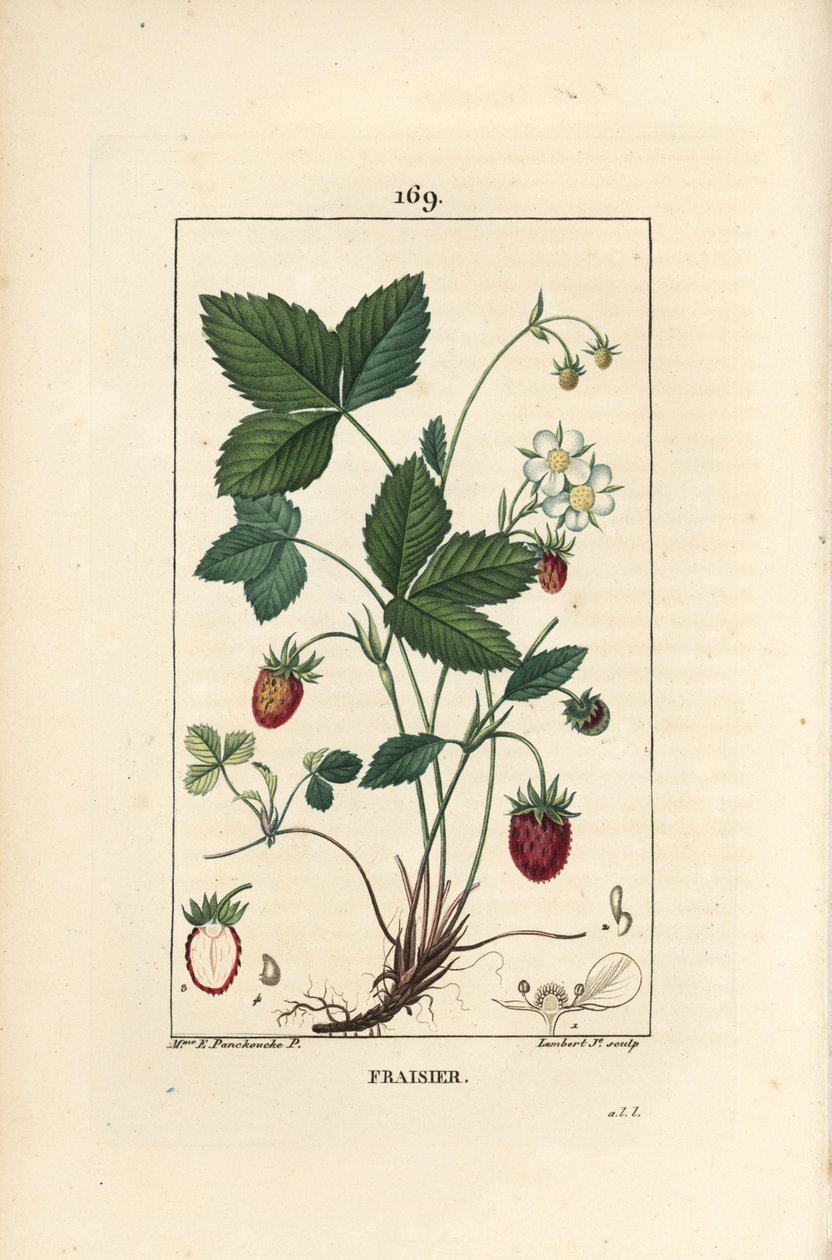 Jahoda pěstovaná - Jahoda, Fragaria ananassa, ukazující květ, list, zralé ovoce, kořeny a řez ovocem. Ručně kolorovaná tečkovaná mědirytina od Lamberta Juniora z kresby Ernestine Panckoucke z Chaumeton, Poiret et Chambere od Ernestine Panckoucke
