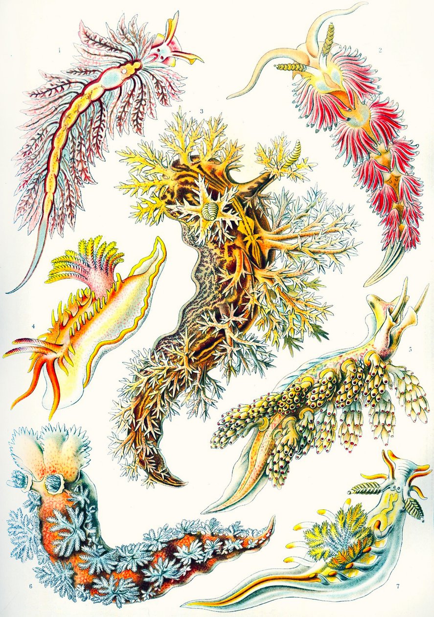 Sbírka Nudibranchia z 