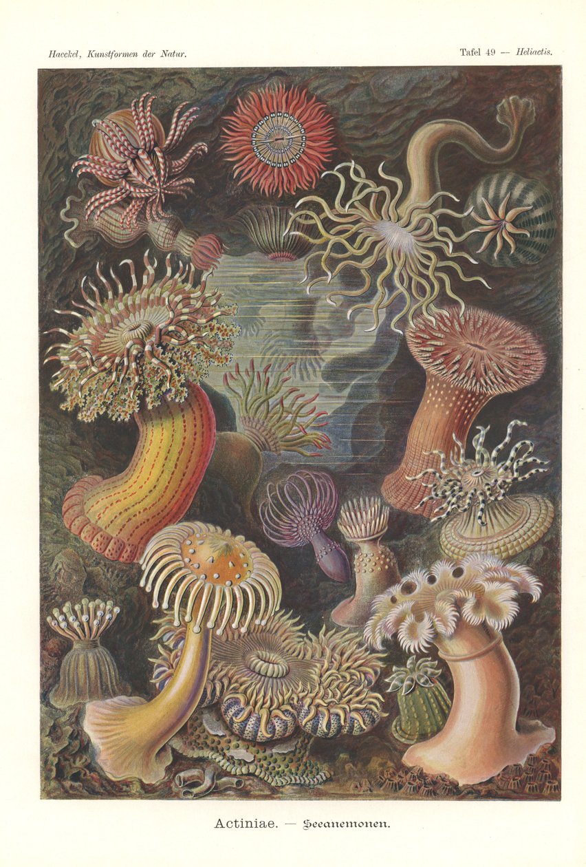 Actiniae - Sasanka, Pl.49, z 