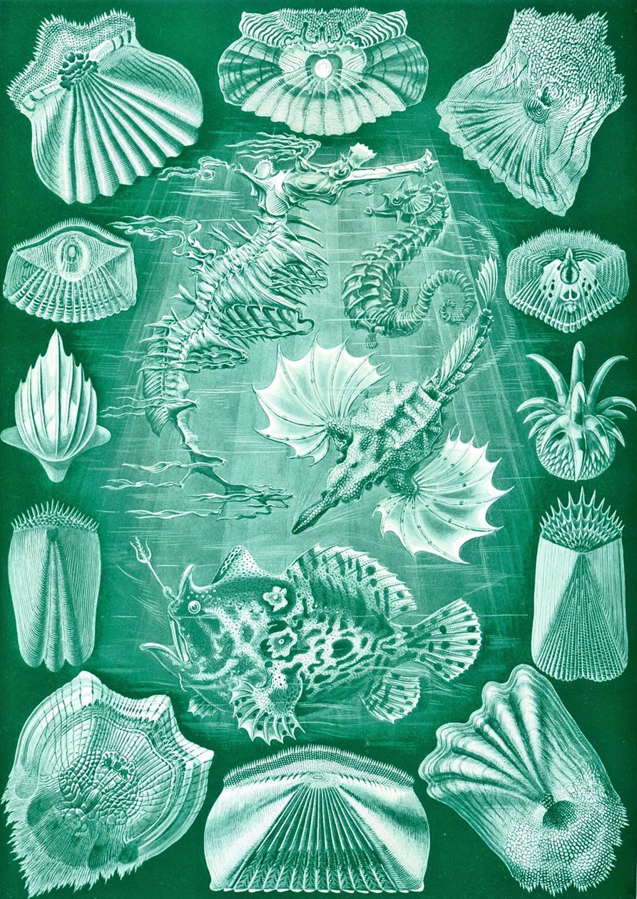Sbírka Teleostei z „Art Forms of Nature“ od Ernst (after) Haeckel