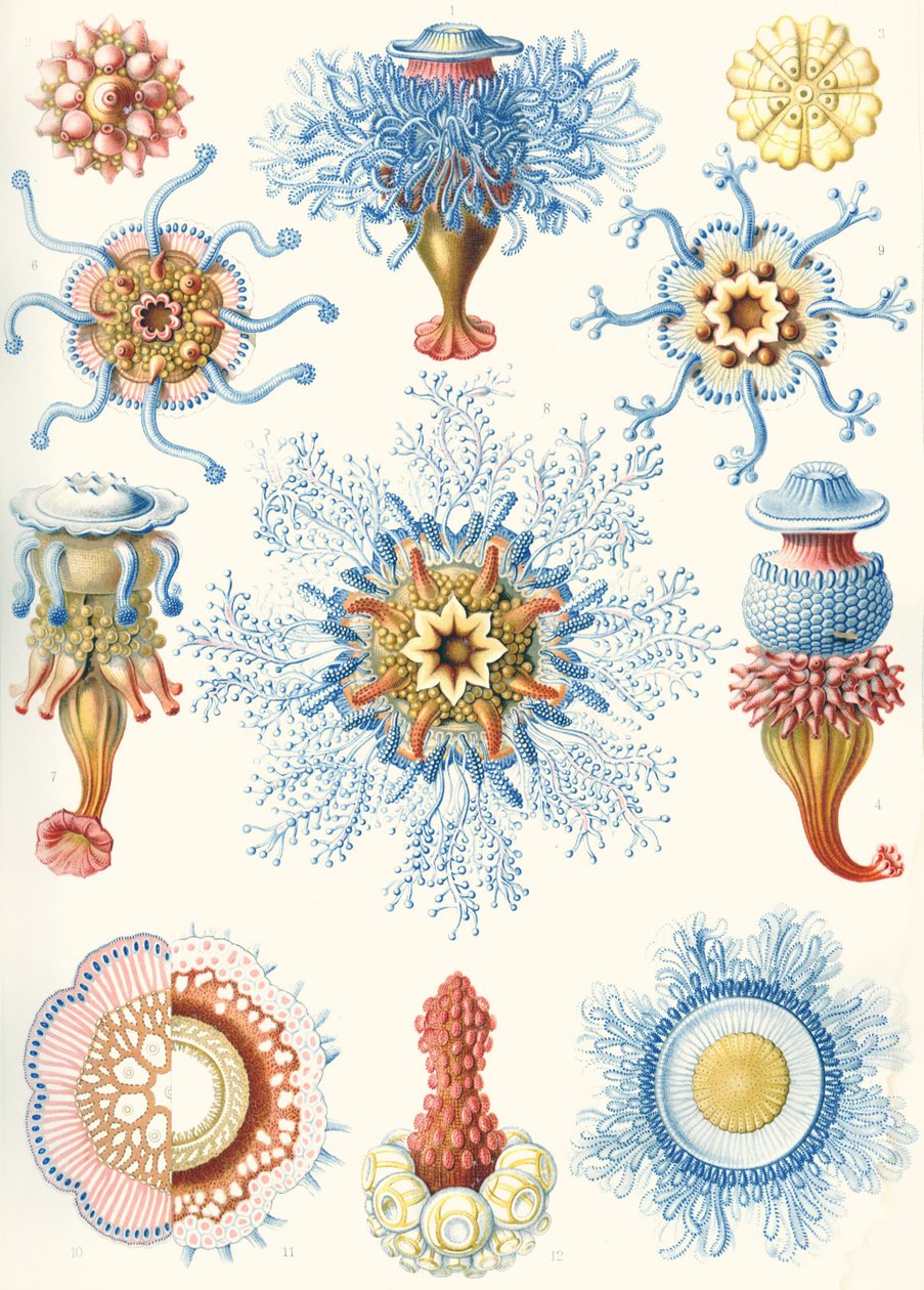 Příklady Siphonophorae z "Art Forms of Nature" od Ernst (after) Haeckel