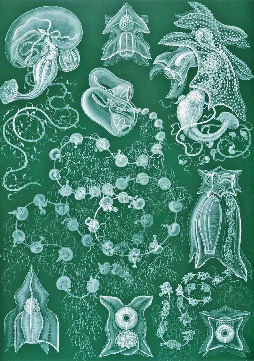 Příklady Siphonophorae z "Art Forms of Nature" od Ernst (after) Haeckel