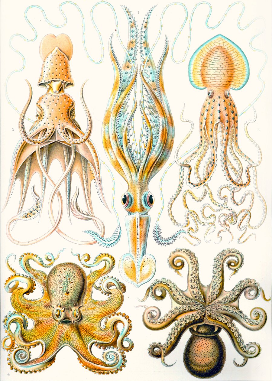 Příklady různých hlavonožců „uměleckých forem přírody“ od Ernst (after) Haeckel