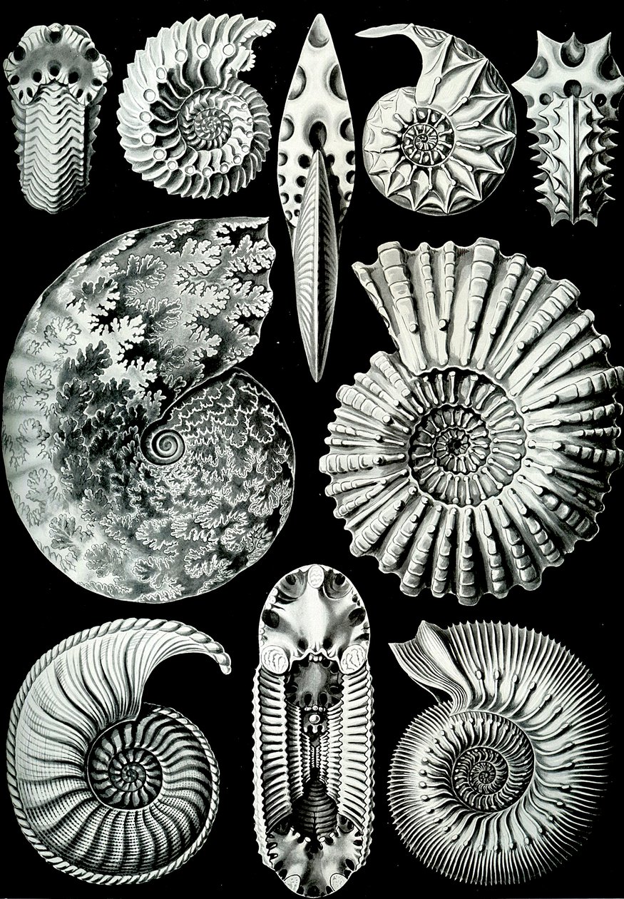 Ilustrace Ammonitida z "Art Forms of Nature" 1904 (litho) od Ernst (after) Haeckel