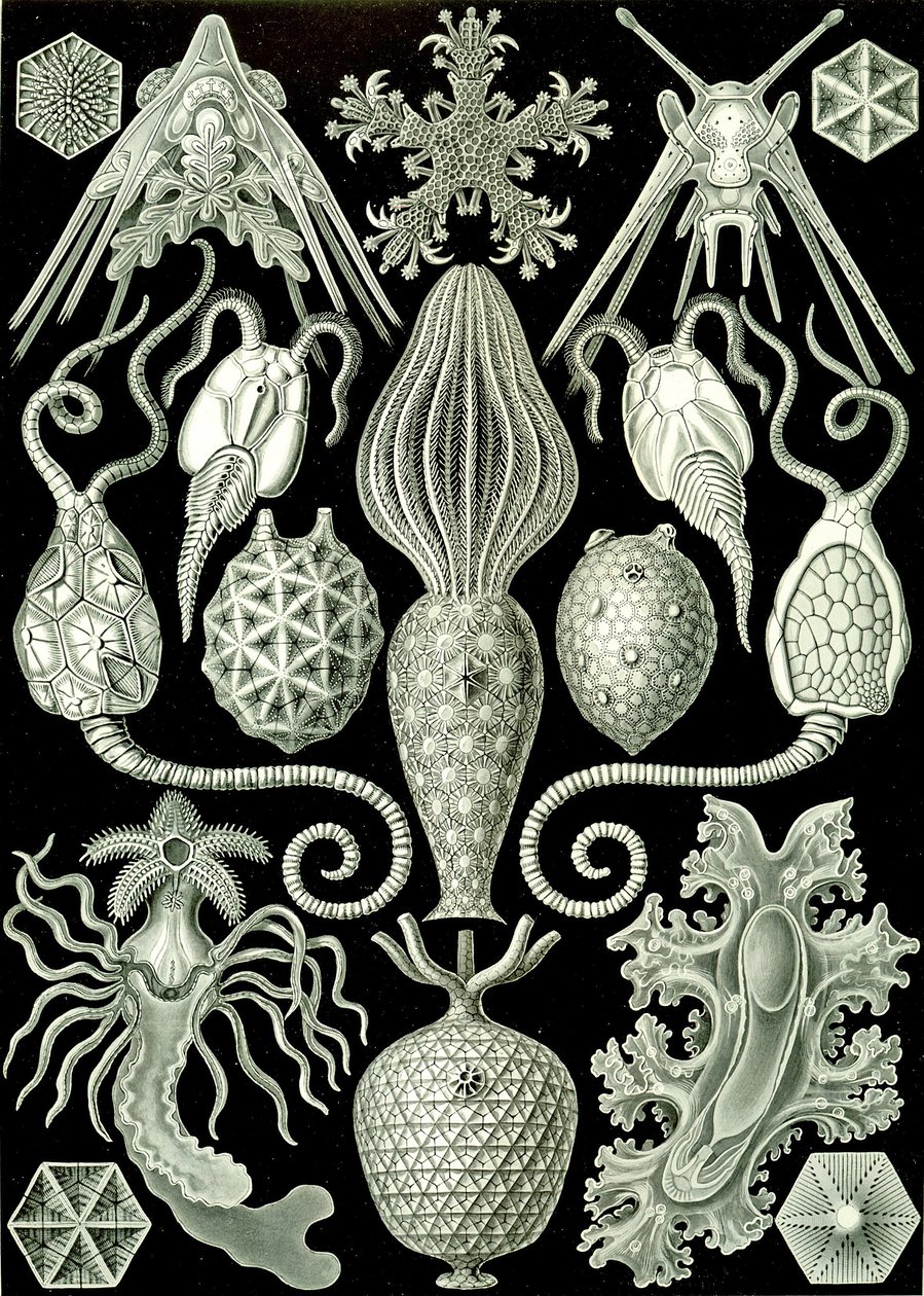 Ilustrace Amphoridea z "Art Forms of Nature" 1904 (litho) od Ernst (after) Haeckel