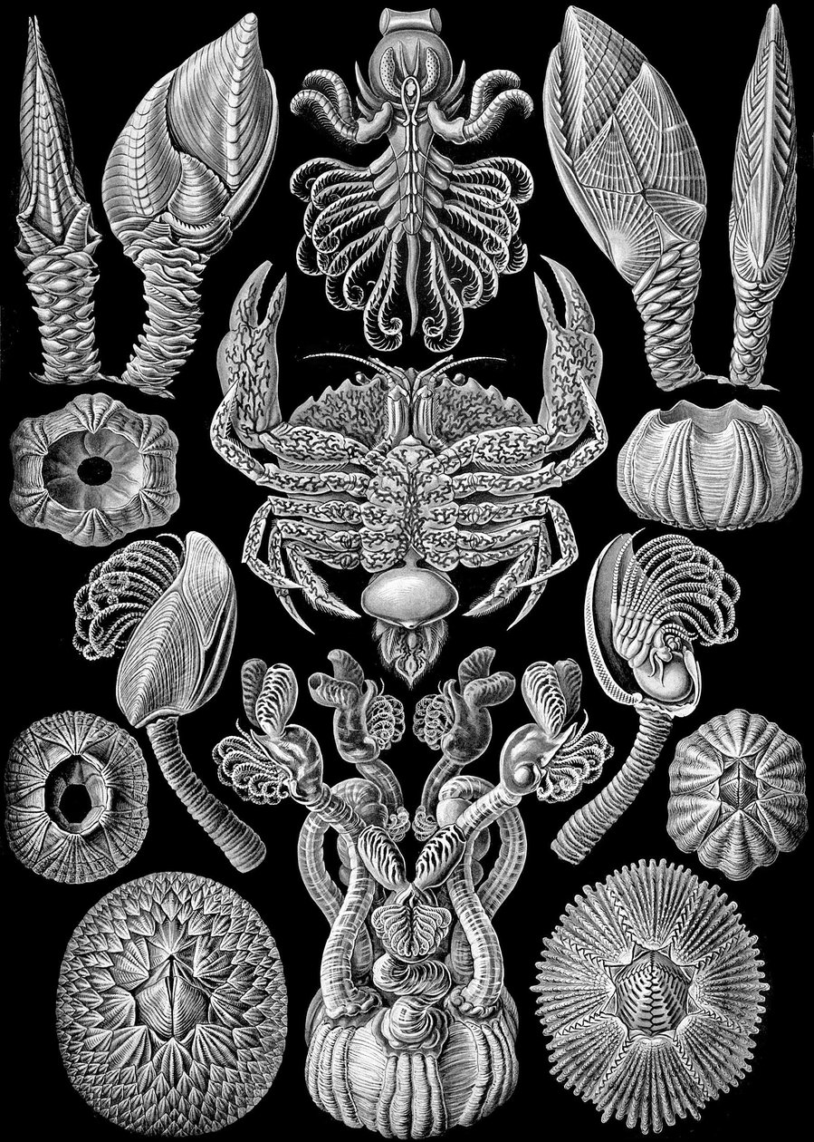 Ilustrace Cirripedia z "Art Forms of Nature" 1904 (litho) od Ernst (after) Haeckel