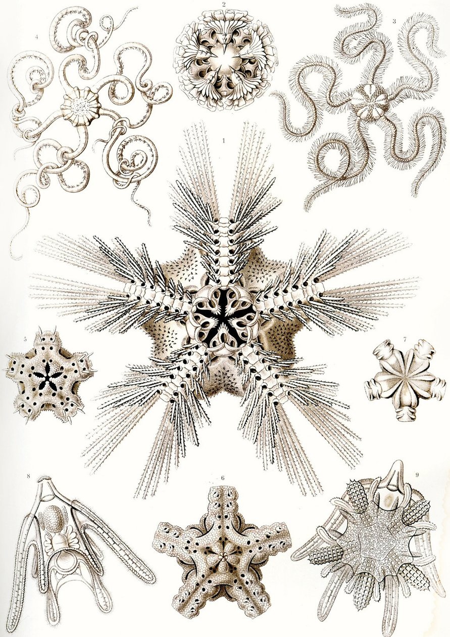 "Umělecké formy přírody" od Ernst (after) Haeckel