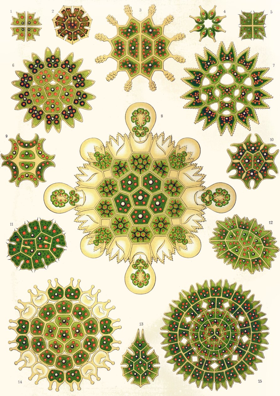 Odrůdy Pediastrum z "Umělecké formy přírody" od Ernst (after) Haeckel