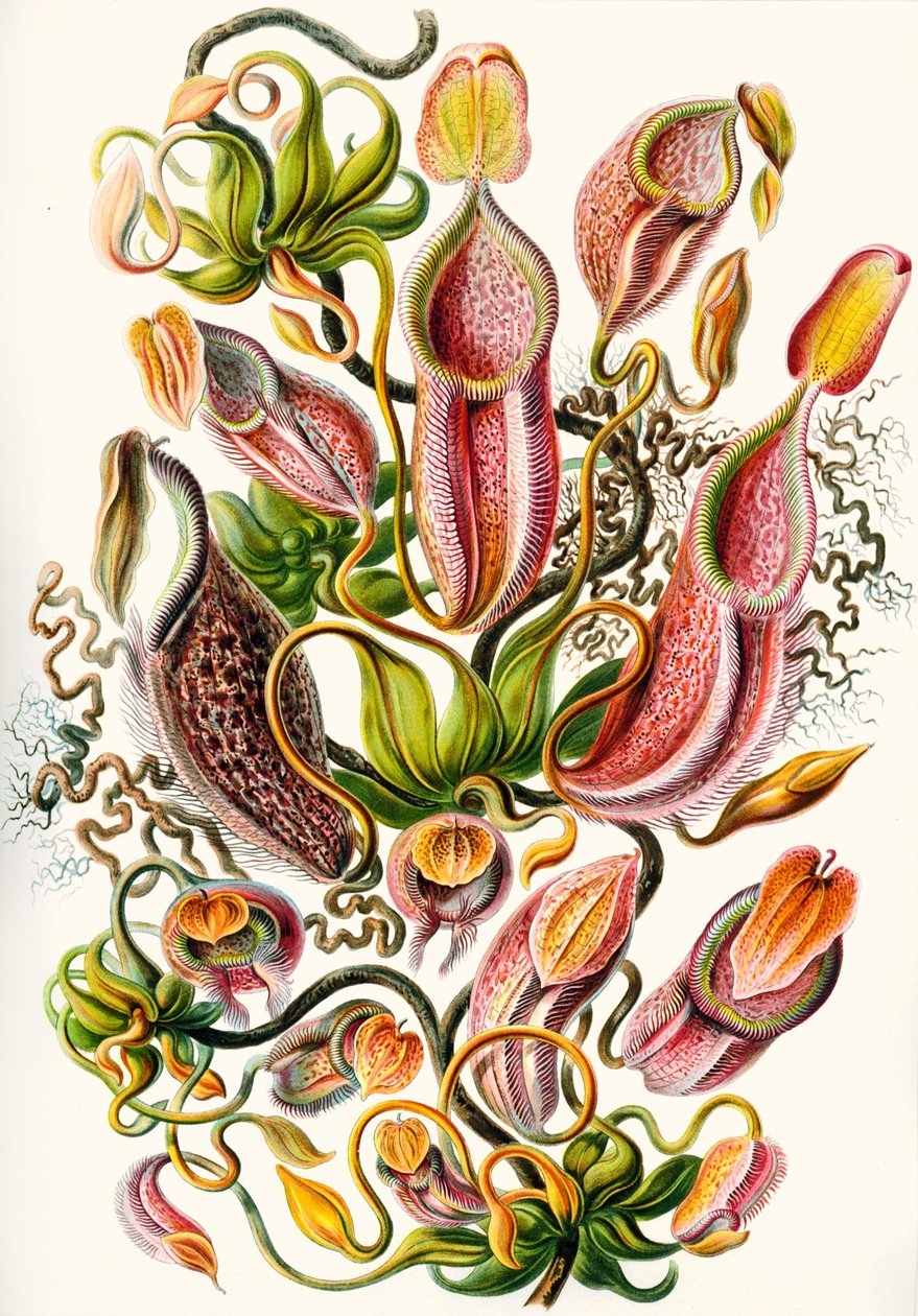sbírka Nepenthaceae z 
