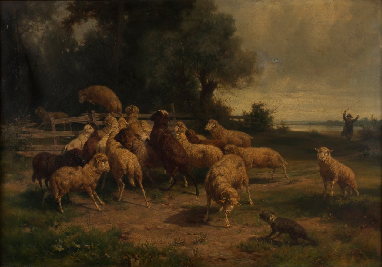 ovce od Ernst Adolph Meissner