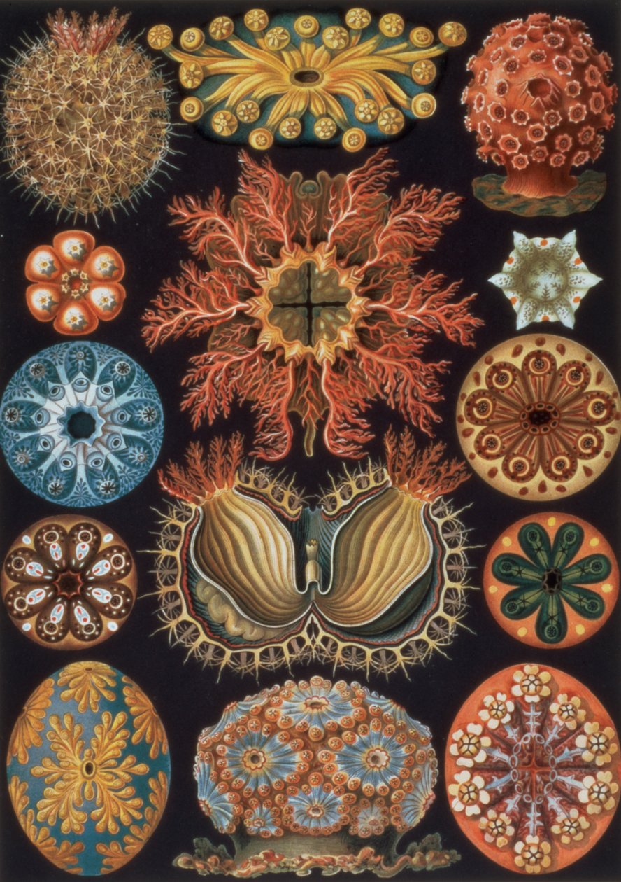 Ascidiae, deska 85 z "Art Forms of Nature". od Ernst Haeckel
