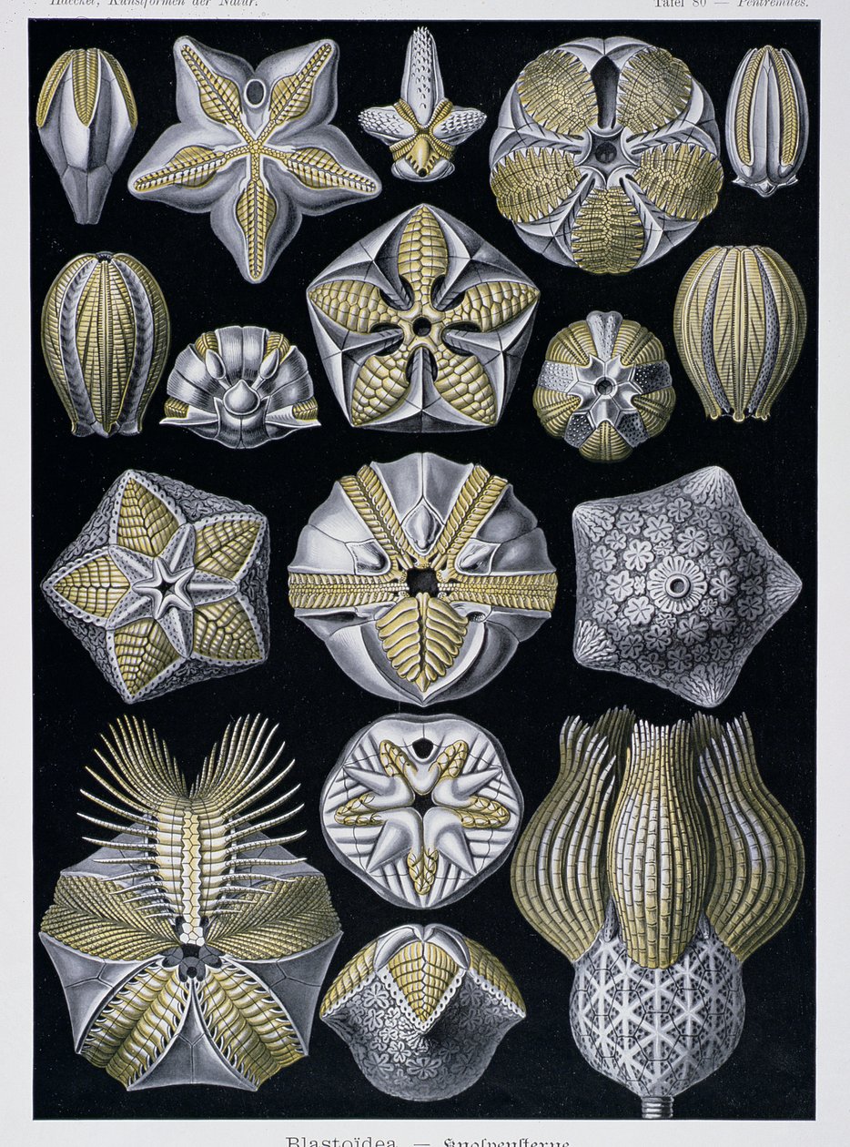 Blastoidea, deska z Artforms of Nature, kolem 1899-1904 (barevná rytina) od Ernst Haeckel
