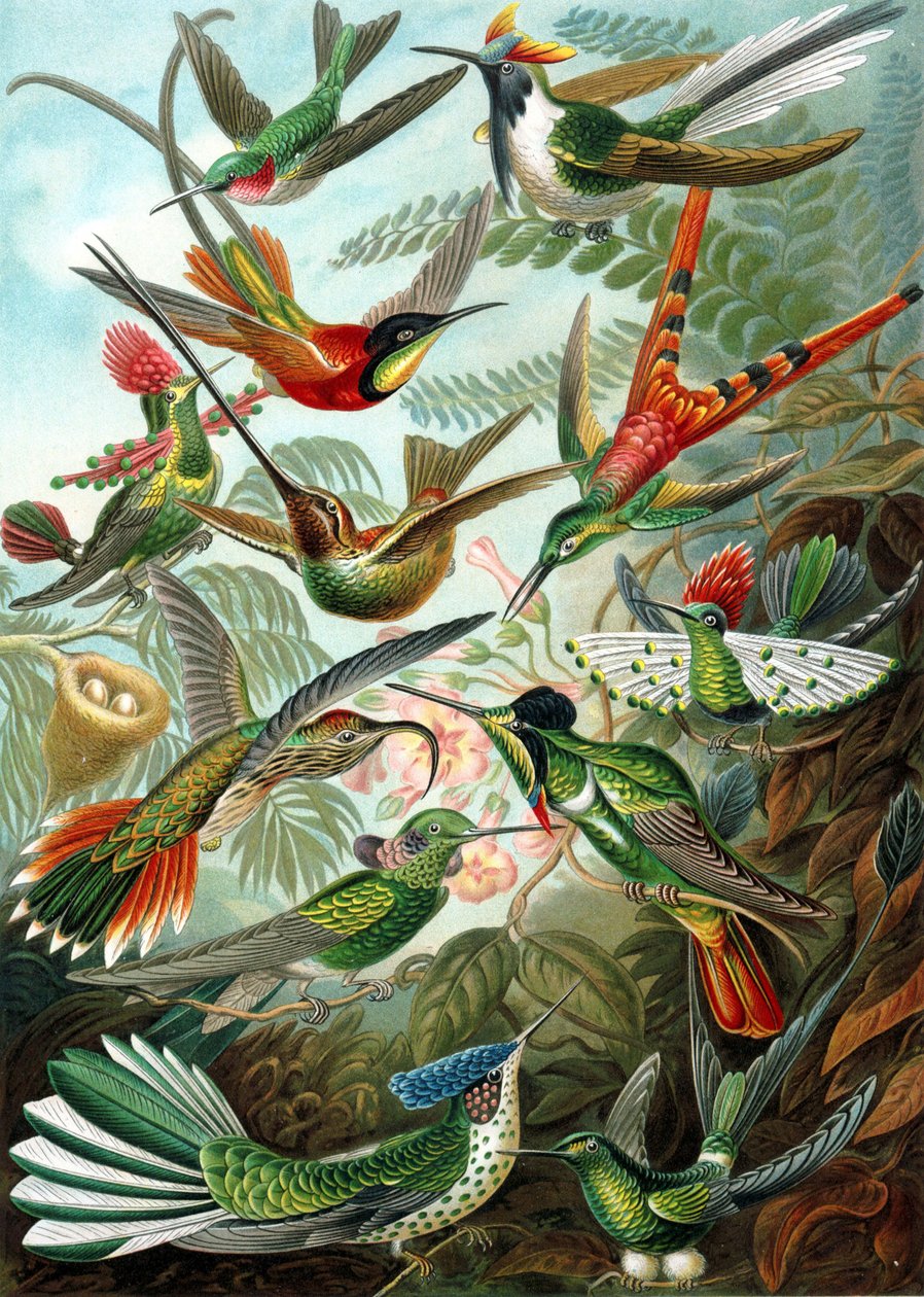 Příklad z čeledi Trochilidae, „umělecké formy přírody“ od Ernst Haeckel