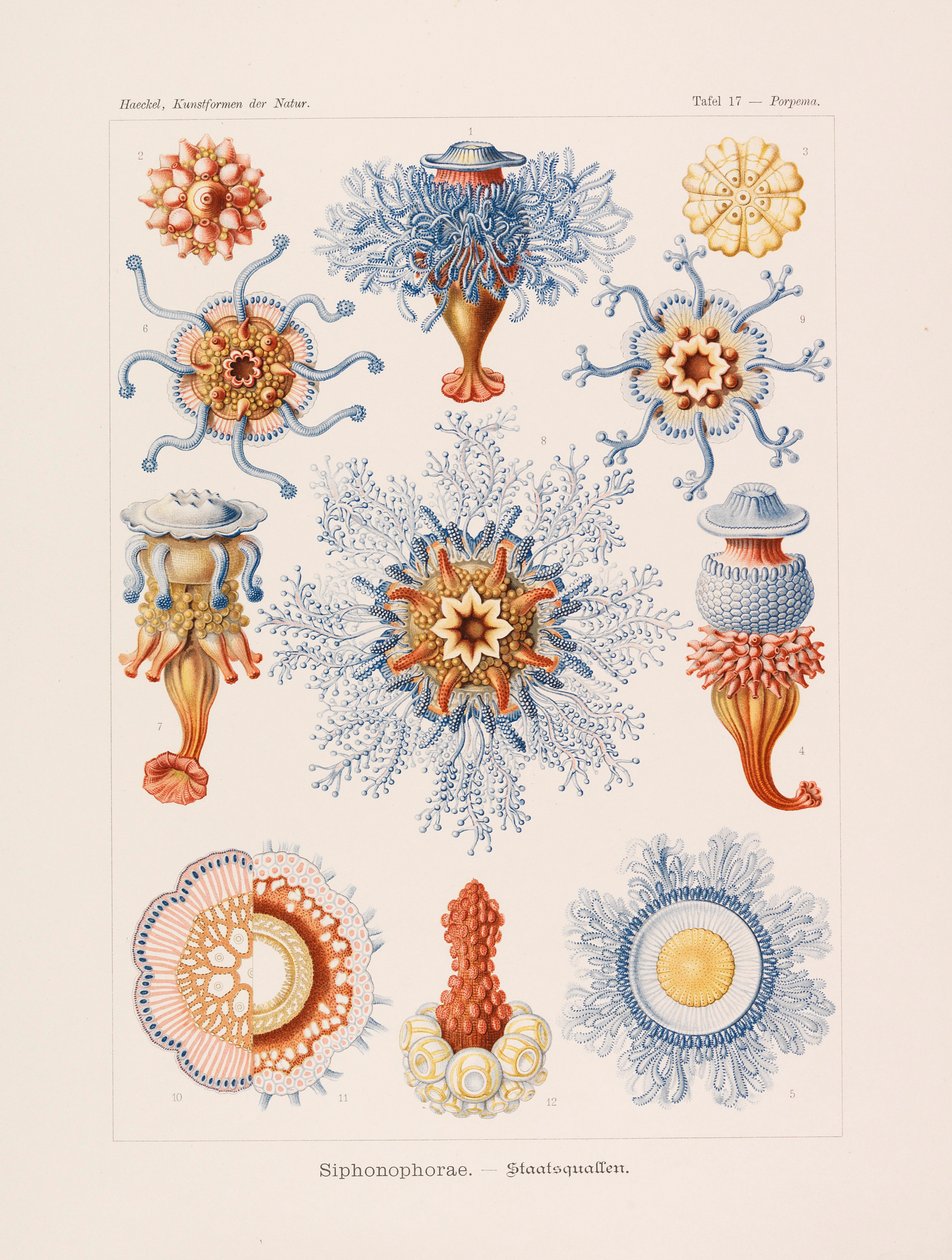 Umělecké formy v přírodě Umělecké formy v přírodě, 1899-1903. od Ernst Haeckel