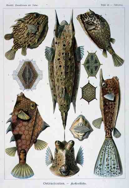 Ostraciontes, deska z Artforms of Nature od Ernst Haeckel