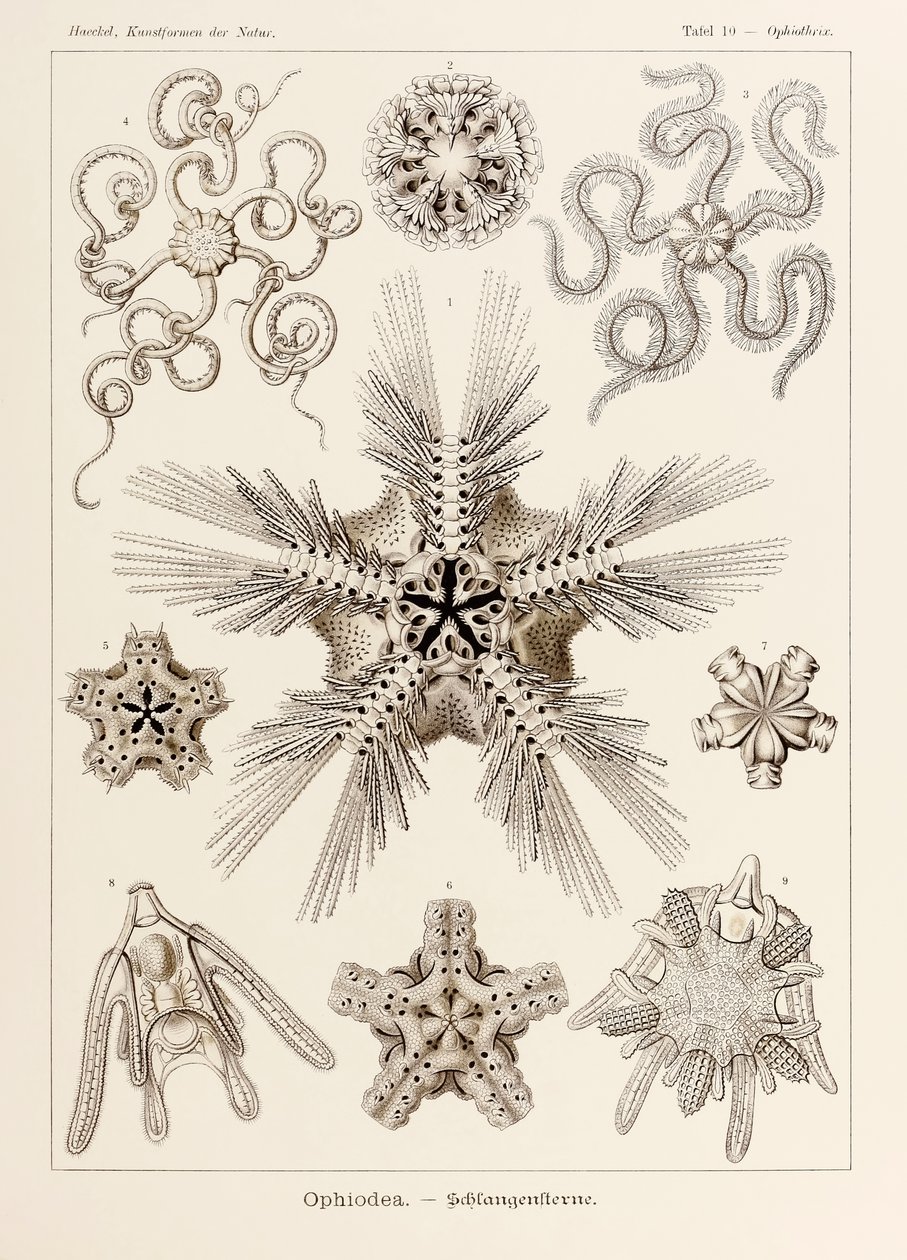 Talíř 10 Ophiothrix Ophiodea z „Kunstformen der Natur“ (Umělecké formy v přírodě) ilustrovaný Ernstem Haeckelem (1834-1919) od Ernst Haeckel