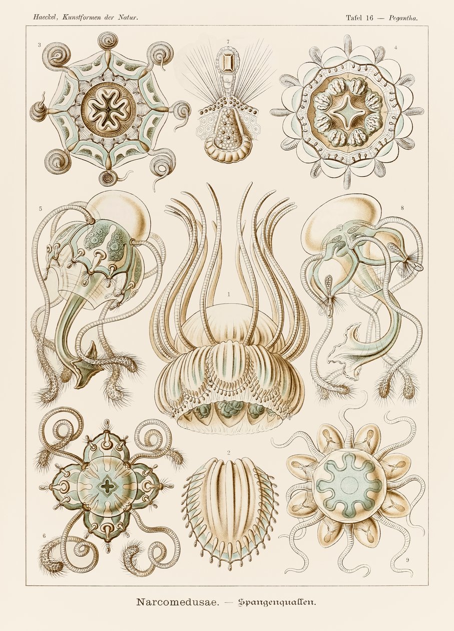 Talíř 16 Pegantha Narcomedusae z „Kunstformen der Natur“ (Umělecké formy v přírodě) ilustrovaný Ernstem Haeckelem (1834-1919) od Ernst Haeckel