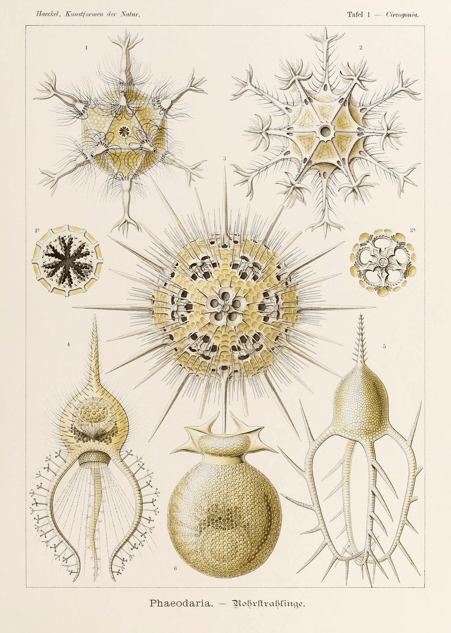 Talíř 1 Circogonia Phaeodaria z „Kunstformen der Natur“ (Umělecké formy v přírodě) ilustrovaný Ernstem Haeckelem (1834-1919) od Ernst Haeckel