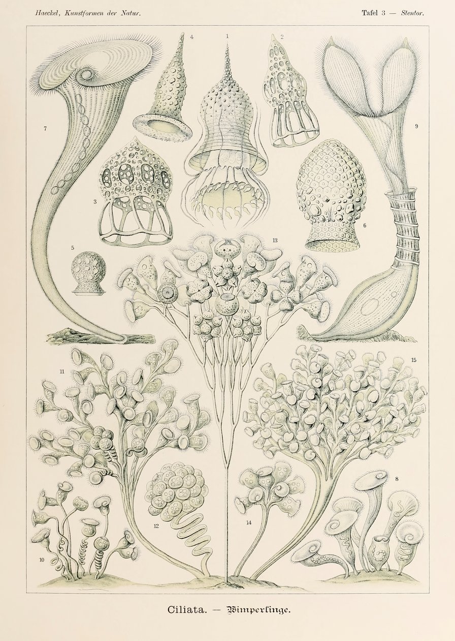 Talíř 3 Stentor Ciliata z „Kunstformen der Natur“ (Umělecké formy v přírodě) ilustrovaný Ernstem Haeckelem (1834-1919) od Ernst Haeckel