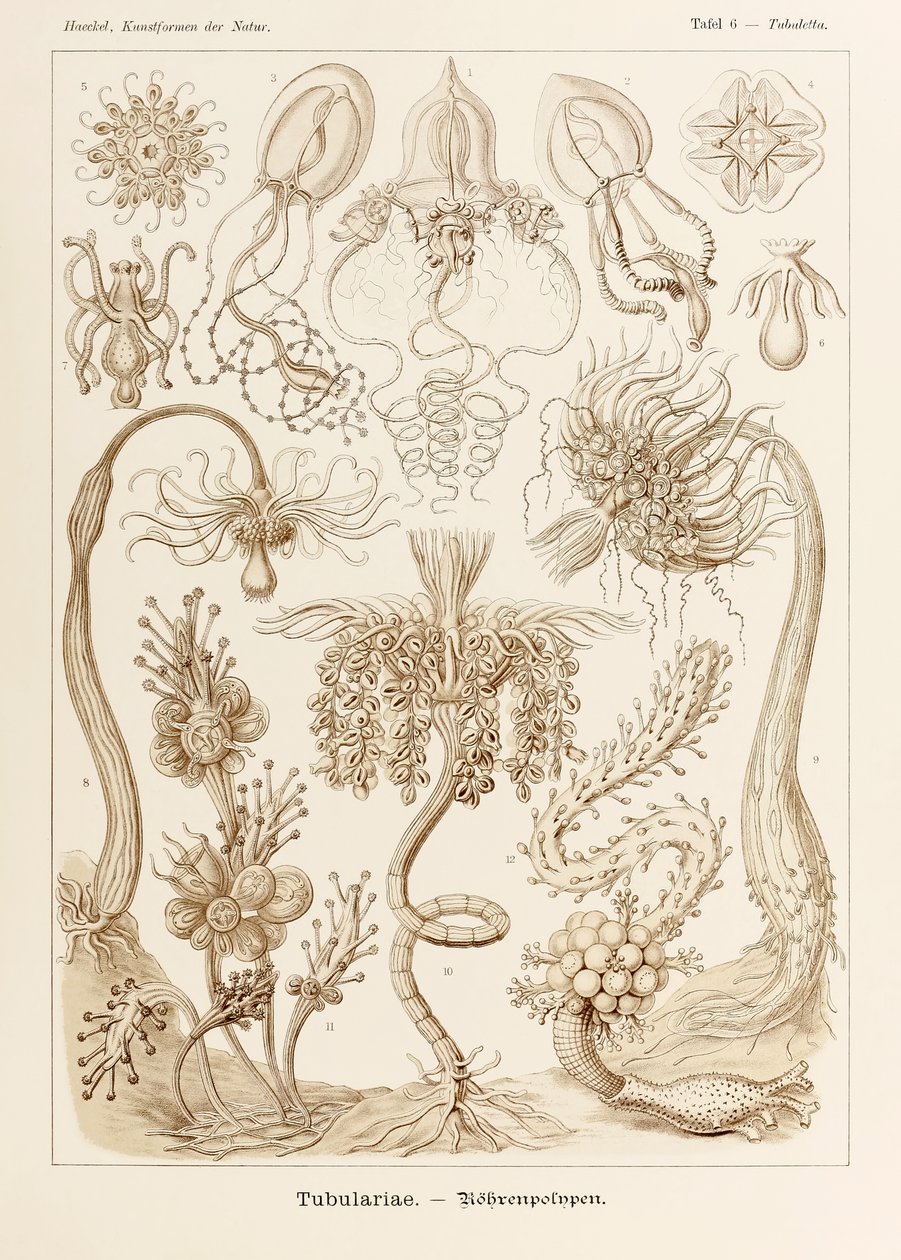 Talíř 6 Tubuletta Tubulariae z „Kunstformen der Natur“ (Umělecké formy v přírodě) ilustrovaný Ernstem Haeckelem (1834-1919) od Ernst Haeckel
