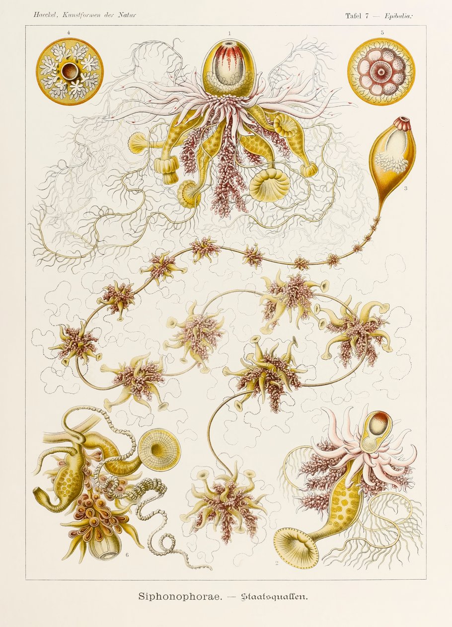Talíř 7 Epibulia Siphonophorae z „Kunstformen der Natur“ (Umělecké formy v přírodě) ilustrovaný Ernstem Haeckelem (1834-1919) od Ernst Haeckel