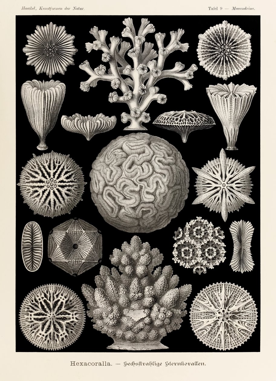 Talíř 9 Maeandrina Hexacoralla z „Kunstformen der Natur“ (Umělecké formy v přírodě) ilustrovaný Ernstem Haeckelem (1834-1919) od Ernst Haeckel